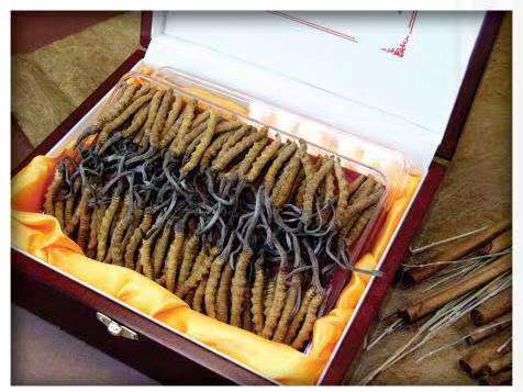 通榆冬虫夏草回收